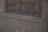 The Feathered Visitor