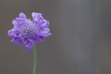 **Solitary Beauty**