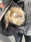 Pooch Packed and Ready to Go
