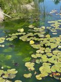 Lily Pads Afloat