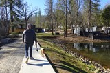 Man Walking Dog Along Peaceful Residential Pond