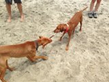 Playtime at Rosie's Dog Beach
