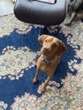 Furry Decor: A Vizsla's Relaxation Spot