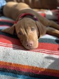 Cozy Canine Companion
