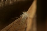 Moth on the Wall