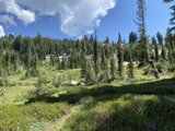 Enchanting Evergreens