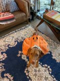 Pumpkin Pup on the Living Room Rug