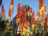 Vibrant Blooms Under Blue Skies
