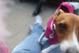 Pink sweater clad Hound
