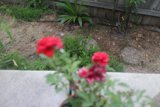 Vibrant Geraniums in a Potted Plant