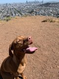 Paws in the City