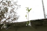 Nature Versus House