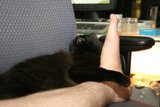 Lazy Days with Feline Friends