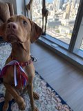 Hound on Hardwood