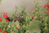 Hummingbird's Fort Mason Afternoon: A Dance above Scarlet Blossoms
