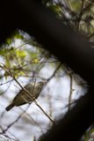 Avian Perch