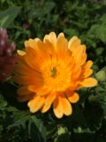 Daisy Bug