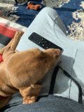 Lazy Days with Fido