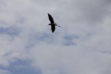 Majestic Bird Soaring Through the Cloudy Sky