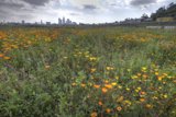 City in Bloom