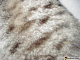 Furry Festive Clothing