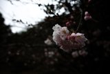 Spring's Delicate Beauty