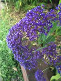 Bunch of Purple Geraniums and Irises in Altadena Garden
