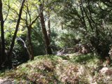 Forest Trail Bliss