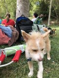 Canine Companion in the Park