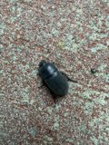 Nature's Small Sculptor