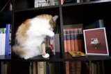 The Curious Christmas Cat