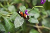 Monarch Majesty in Spring Bloom