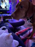 Furry Friends Enjoy Movie Night