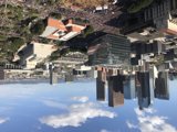 Skyline of the Urban Jungle