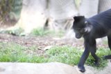 The Graceful Black Monkey