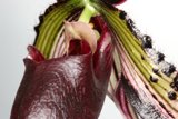 Captivating Close-Up of a Flower's Long Stem