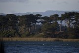 Sunset Serenade at Lake Merced