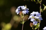 The Pollinator's Palette