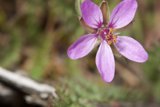 Purple Geranium Blossom