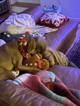 Golden Retriever Cuddling with Gingerbread Plush Toy at Dawn