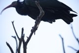 Perched Majesty