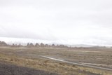 Lone Cow in Barren Field