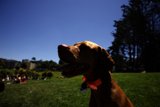 Summer Canine Glee at Delores Park