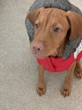 Cozy Canine