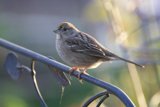 Sparrow's Rest at Fort Mason