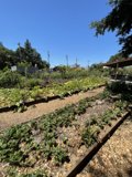Abundant Garden Delights