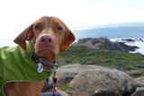Stylish Canine on the Coast