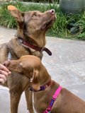 A Pooch's Pleading Eyes