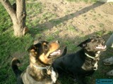 Two Canine Companions in the Grass