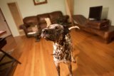 A Dalmatian's Domain
